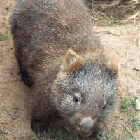wombat01